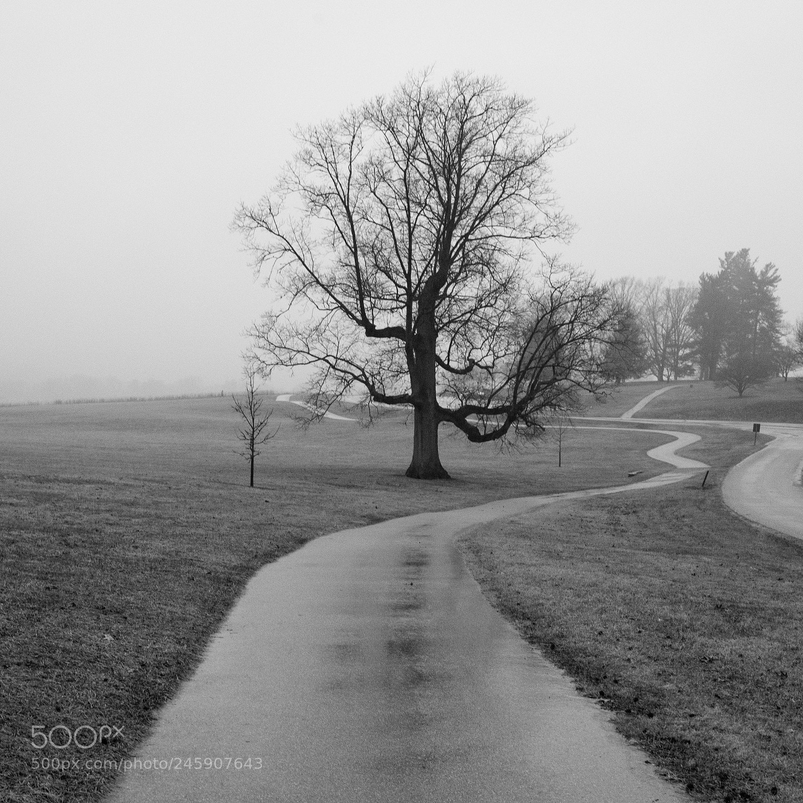 Nikon D850 sample photo. 41/365 photography