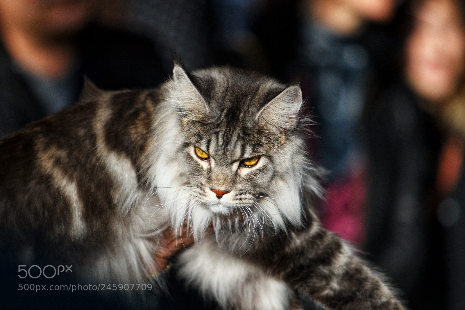 Canon EOS-1D Mark III sample photo. Norwegian forest cat photography
