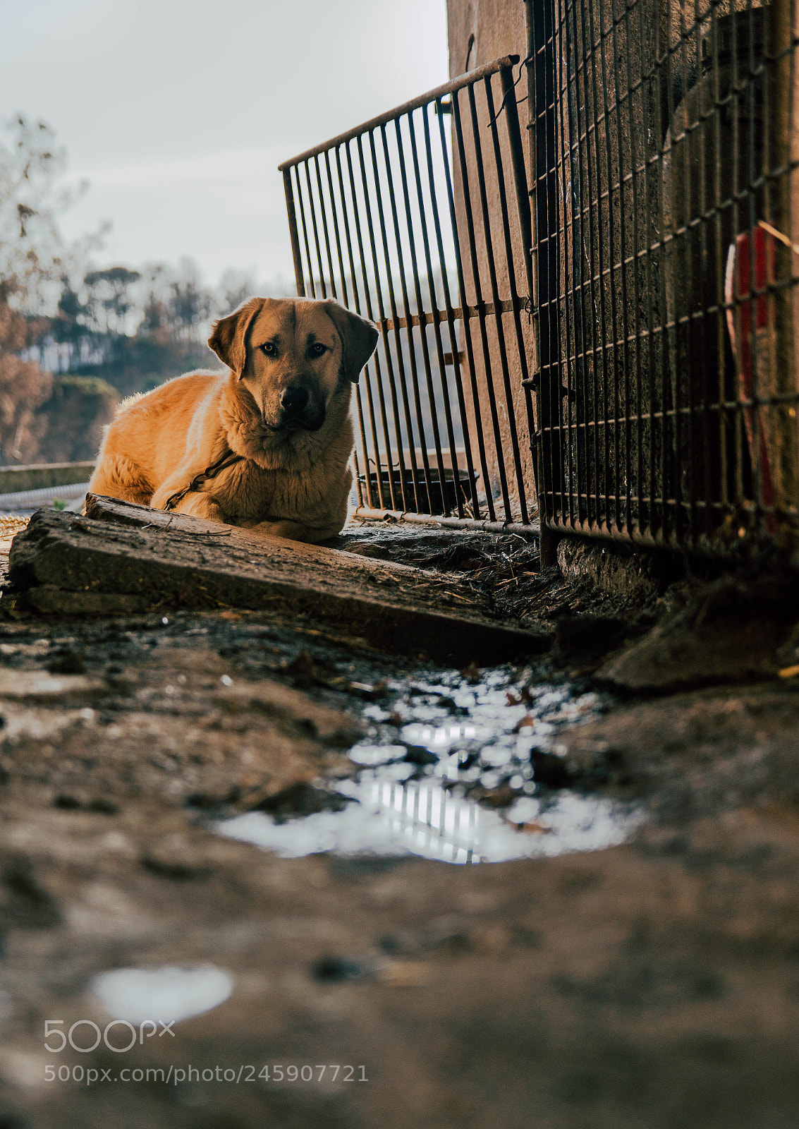 Sony a6300 sample photo. This is a dog. photography