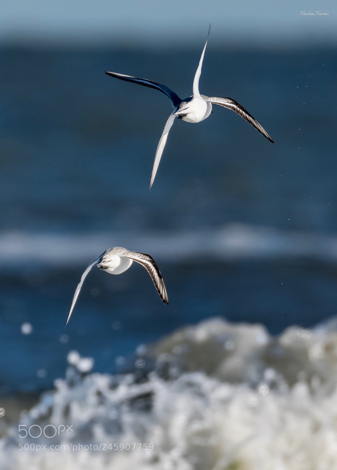Nikon D500 sample photo. Sanderling / 5 photography