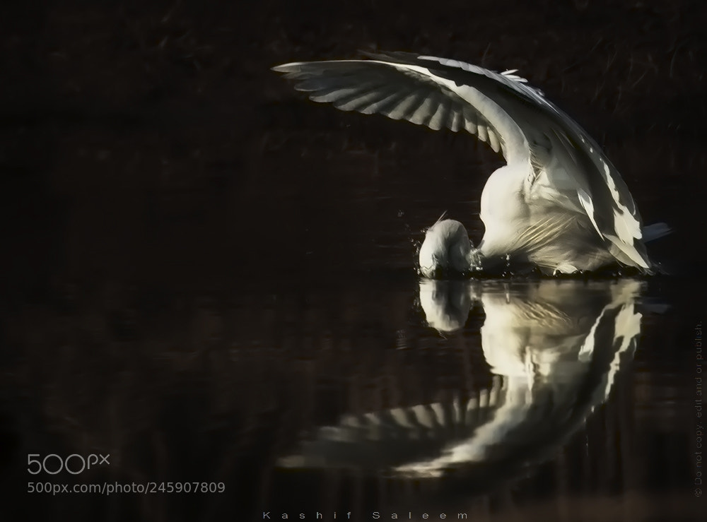 Nikon D7200 sample photo. An egret on hunt photography