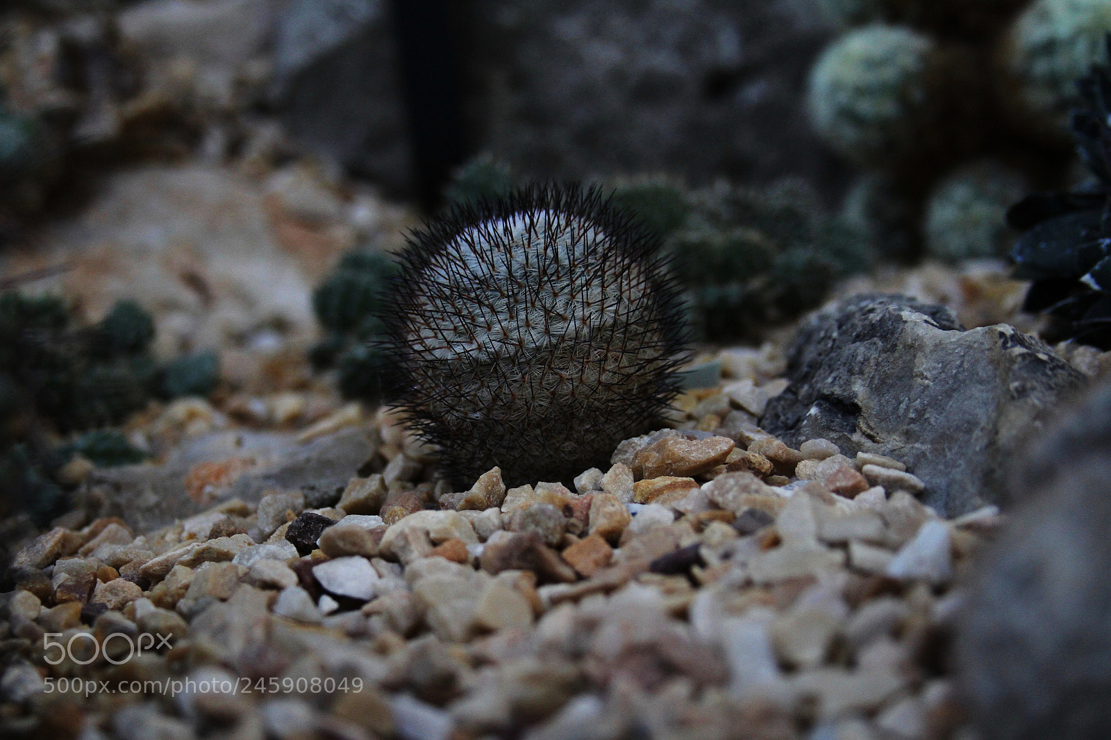 Canon EOS 7D sample photo. Cactus photography