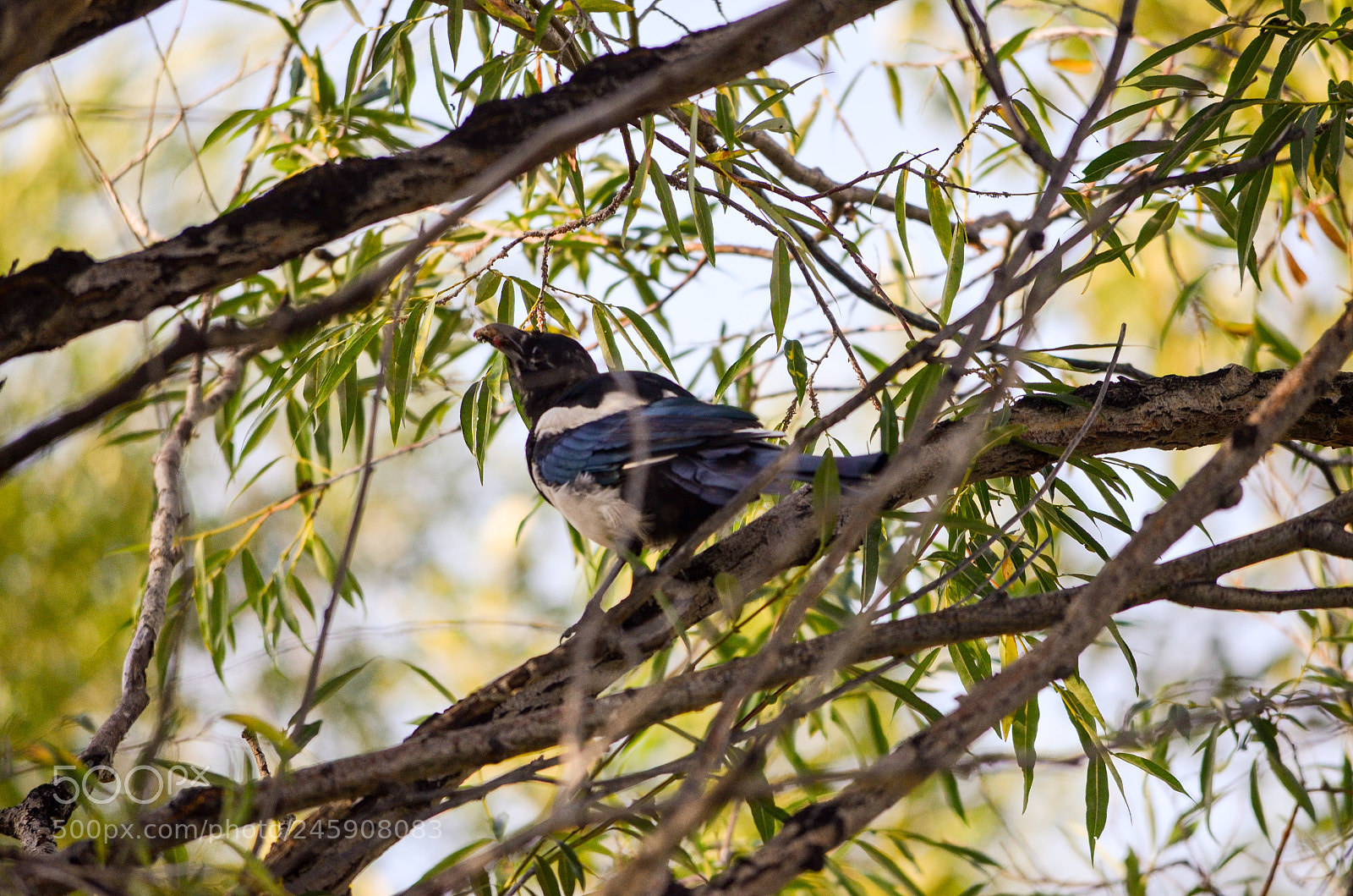 Nikon D5100 sample photo. Magpie photography