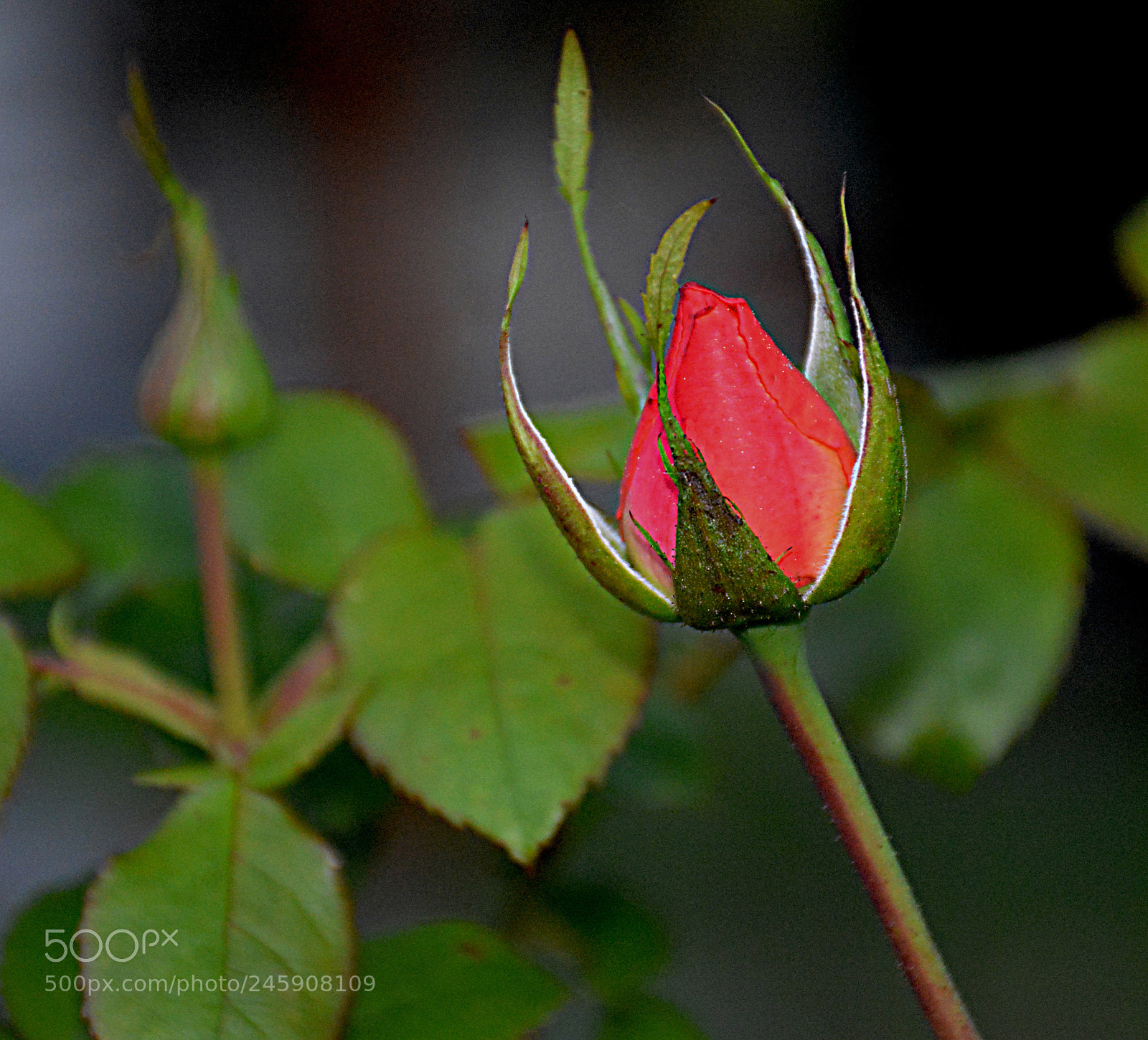 Nikon D5200 sample photo. Bud photography