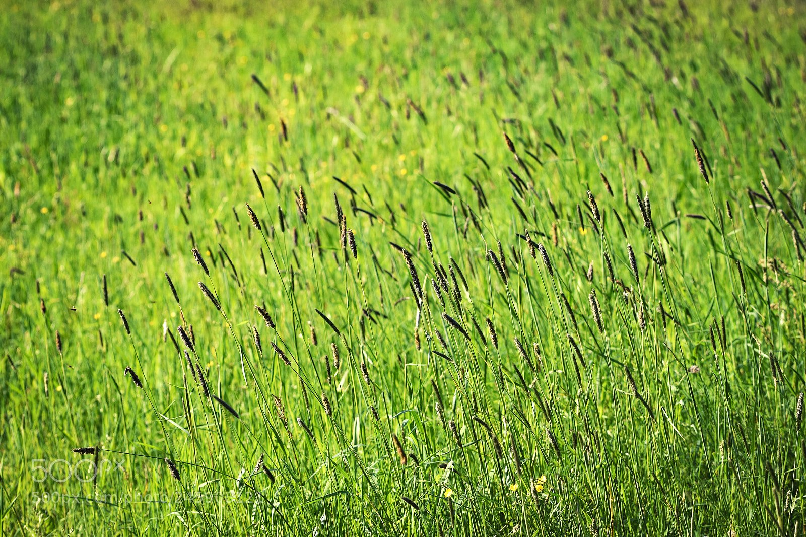 Nikon D5500 sample photo. Seasonal background with green photography