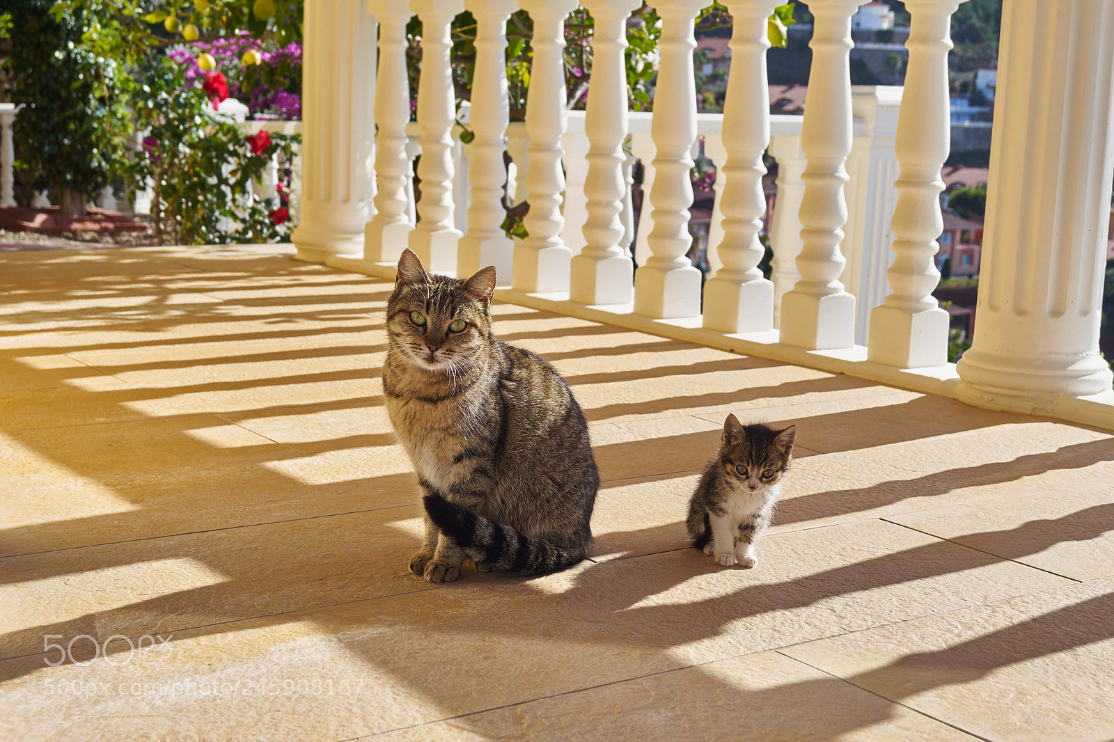 Sony SLT-A68 sample photo. Cat's photography