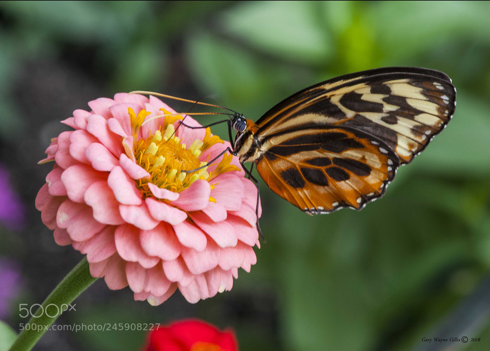 Nikon D300 sample photo. Butterflies photography