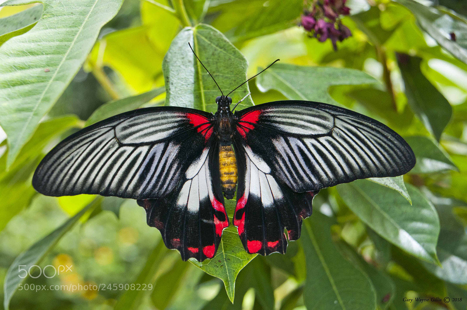 Nikon D300 sample photo. Butterflies photography
