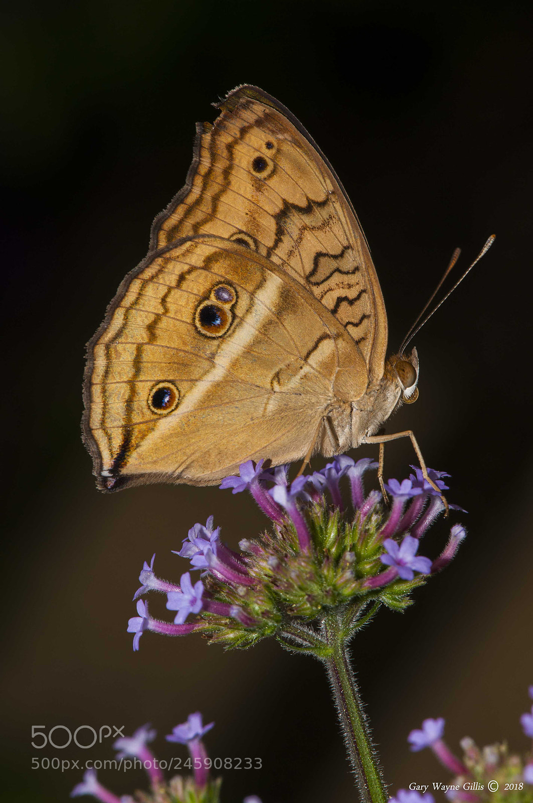 Nikon D300 sample photo. Butterflies photography