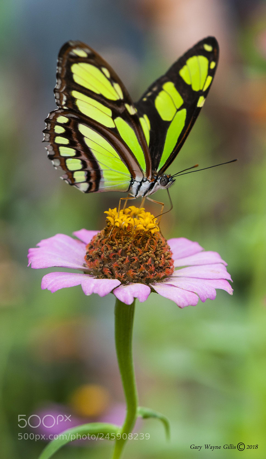 Nikon D300 sample photo. Butterflies photography