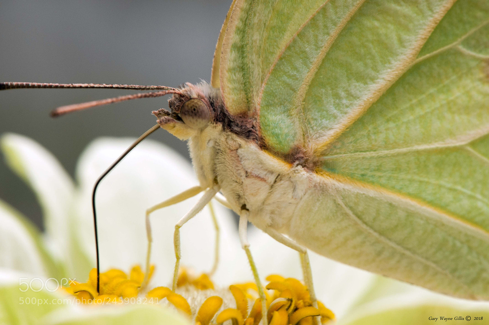 Nikon D300 sample photo. Butterflies photography