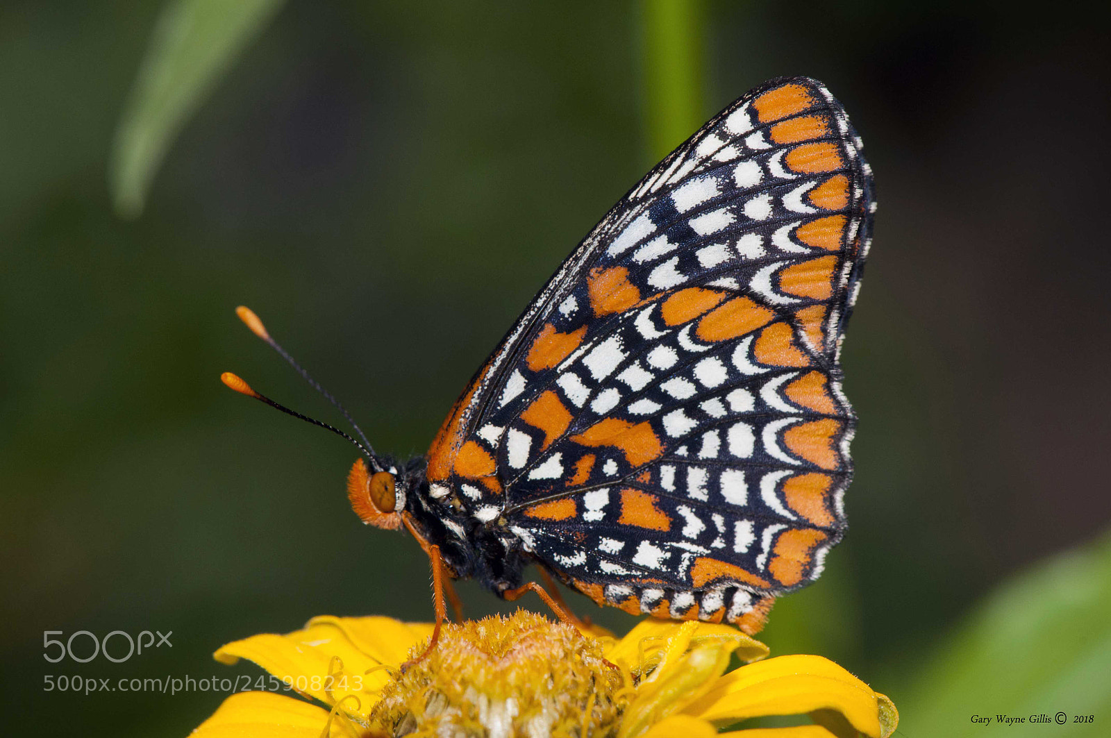 Nikon D300 sample photo. Butterflies photography