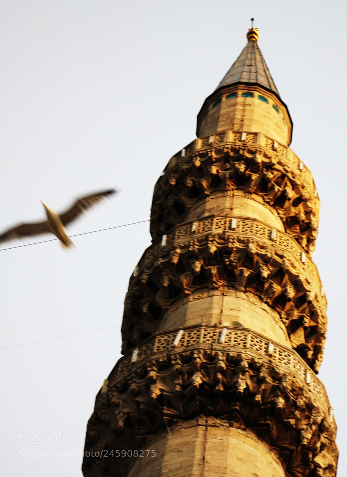 Canon EOS 60D sample photo. Fly photography