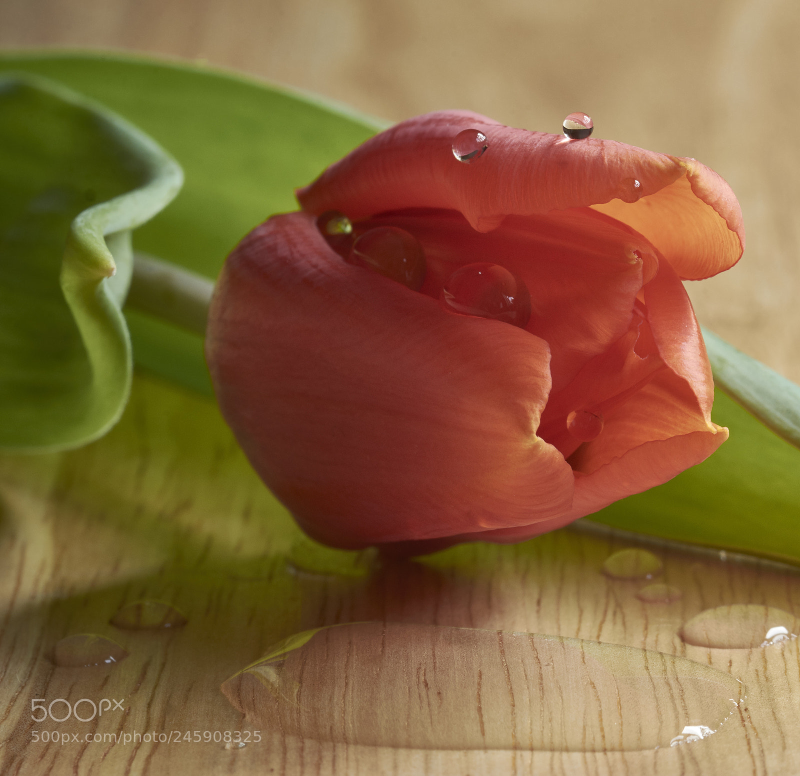 Nikon D7200 sample photo. Tulip droplets photography