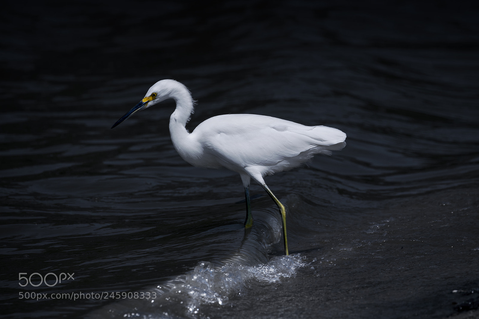 Canon EOS 750D (EOS Rebel T6i / EOS Kiss X8i) sample photo. White bird photography