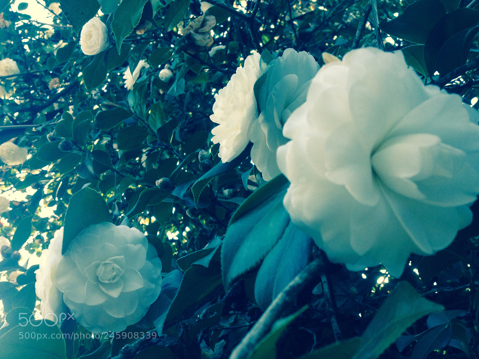 Apple iPhone 4S sample photo. Untitled photography