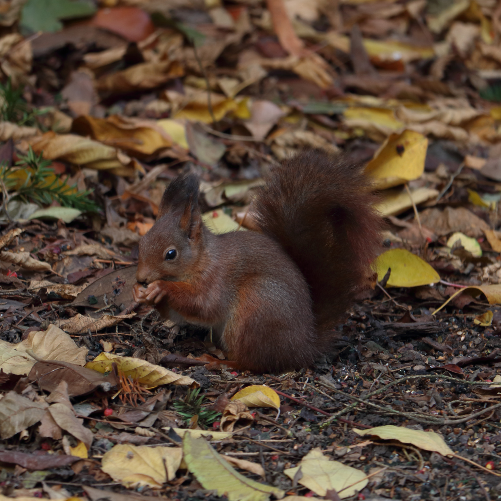 Canon EOS 750D (EOS Rebel T6i / EOS Kiss X8i) + Canon EF-S 55-250mm F4-5.6 IS STM sample photo. Lyonnais squirrel photography