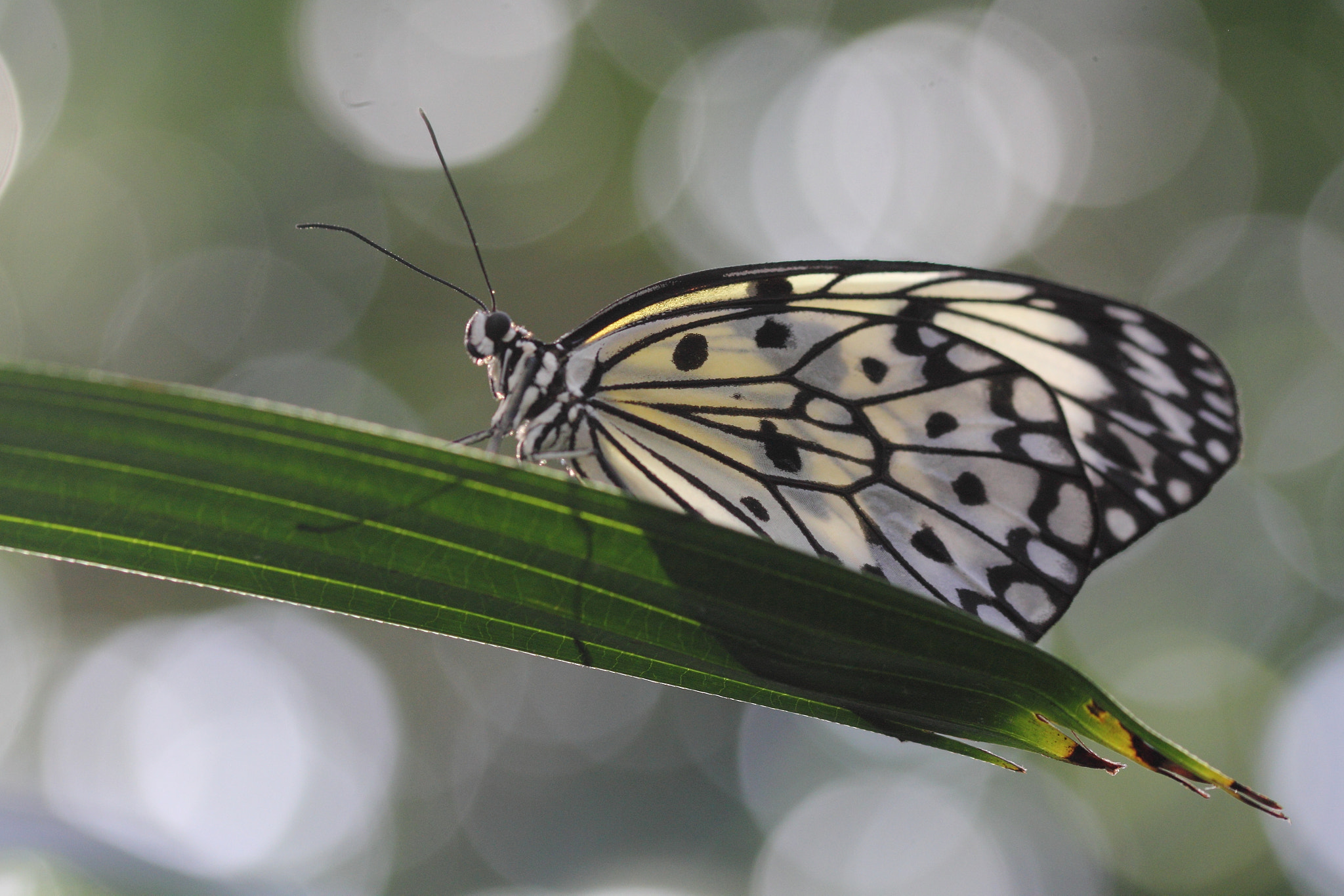 Sigma 105mm F2.8 EX DG OS HSM sample photo. Posing photography