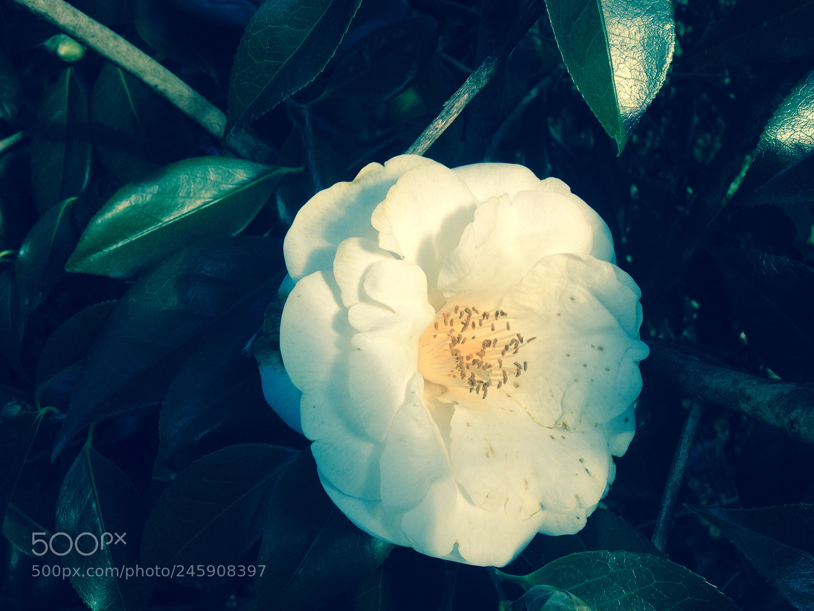 Apple iPhone 4S sample photo. Untitled photography