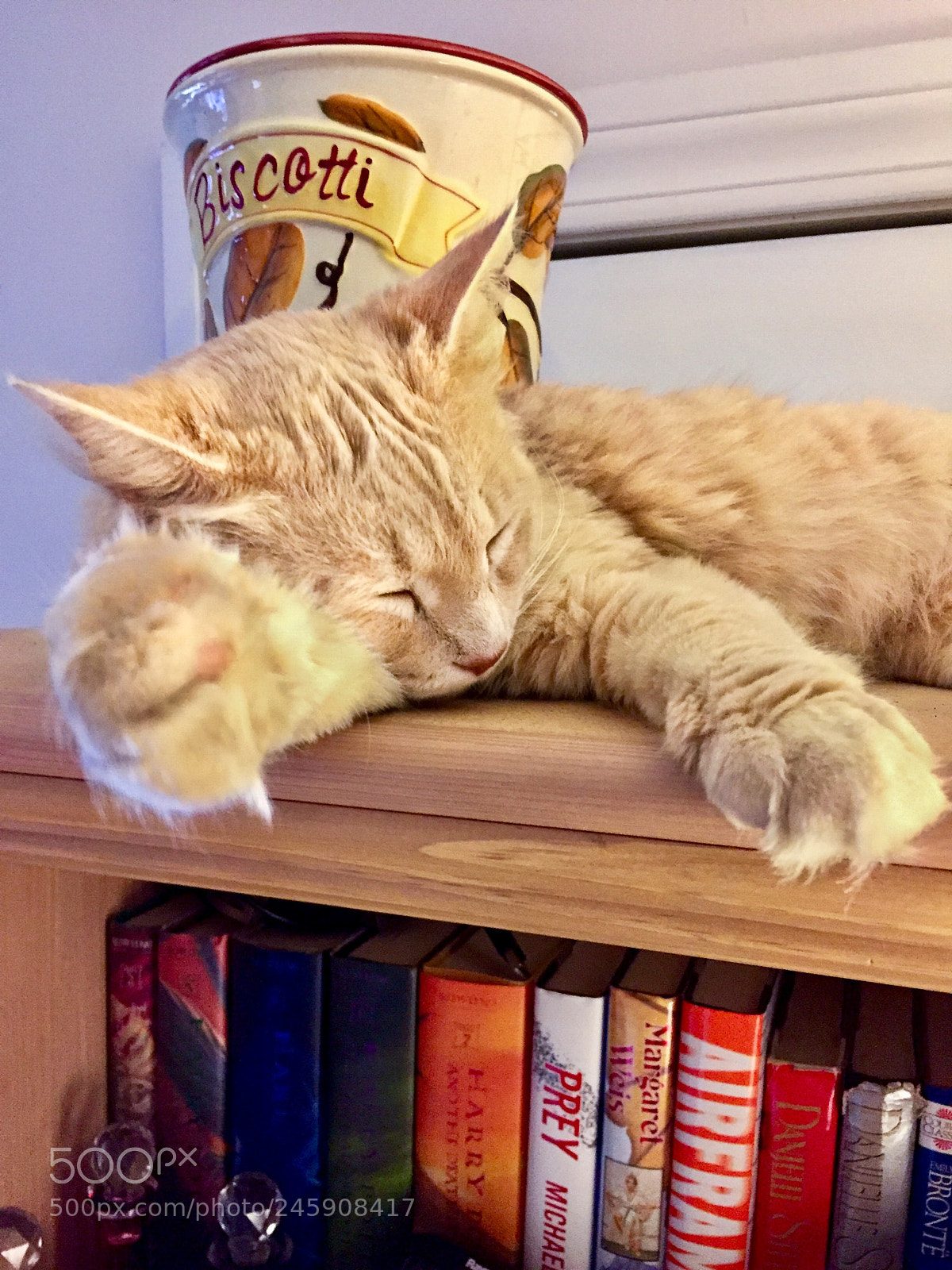 Apple iPhone 6 sample photo. Bookcase cat nap photography