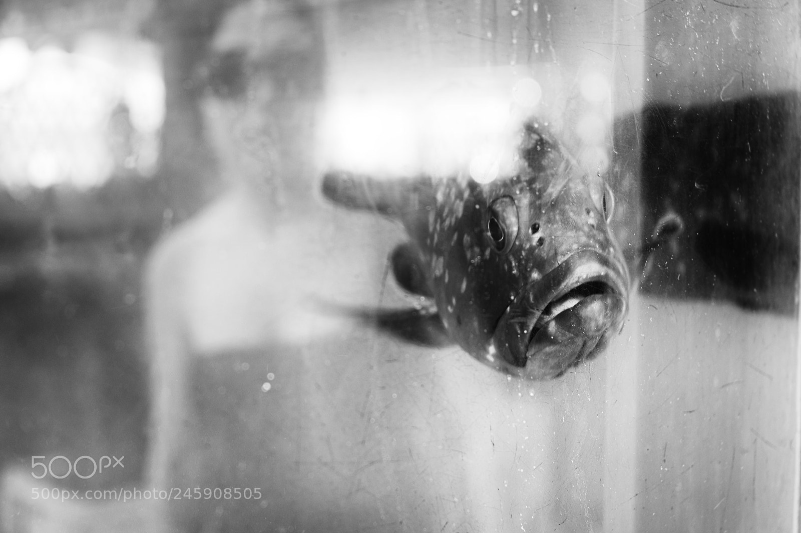 Nikon D600 sample photo. Fish and chips photography