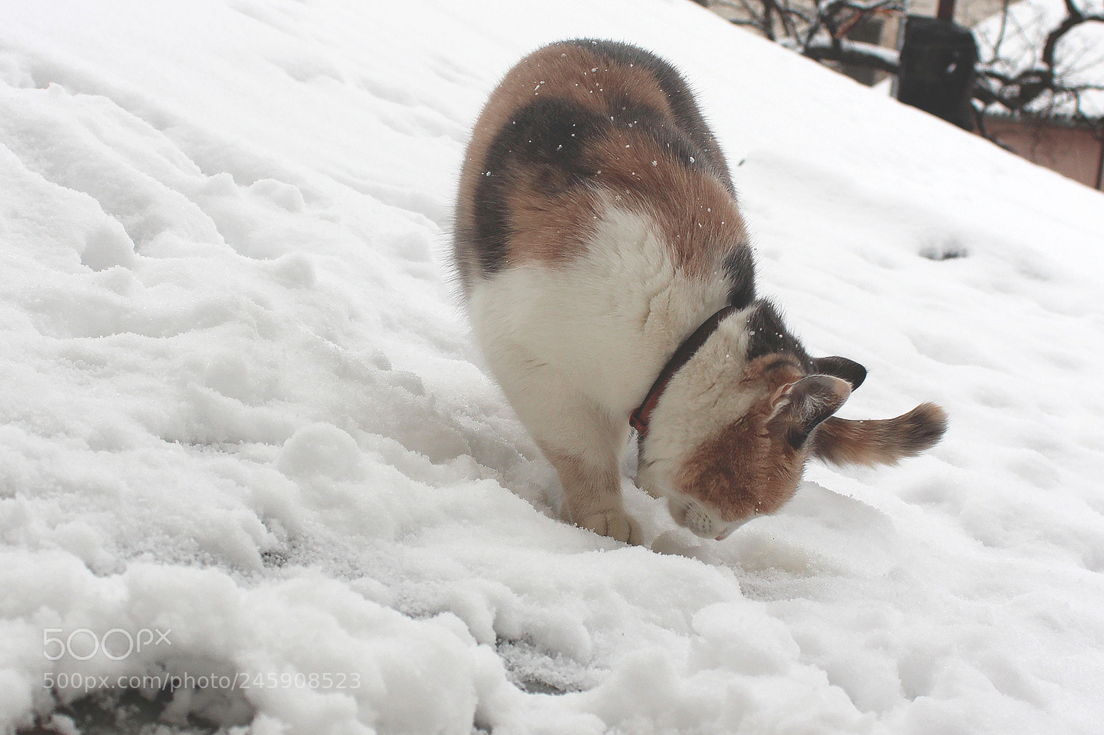 Canon EOS 650D (EOS Rebel T4i / EOS Kiss X6i) sample photo. Snowy day #3 photography