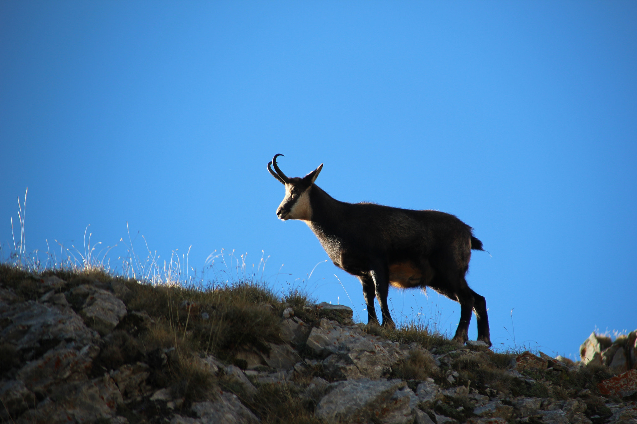 Canon TS-E 90mm F2.8 Tilt-Shift sample photo. Ibex friends photography
