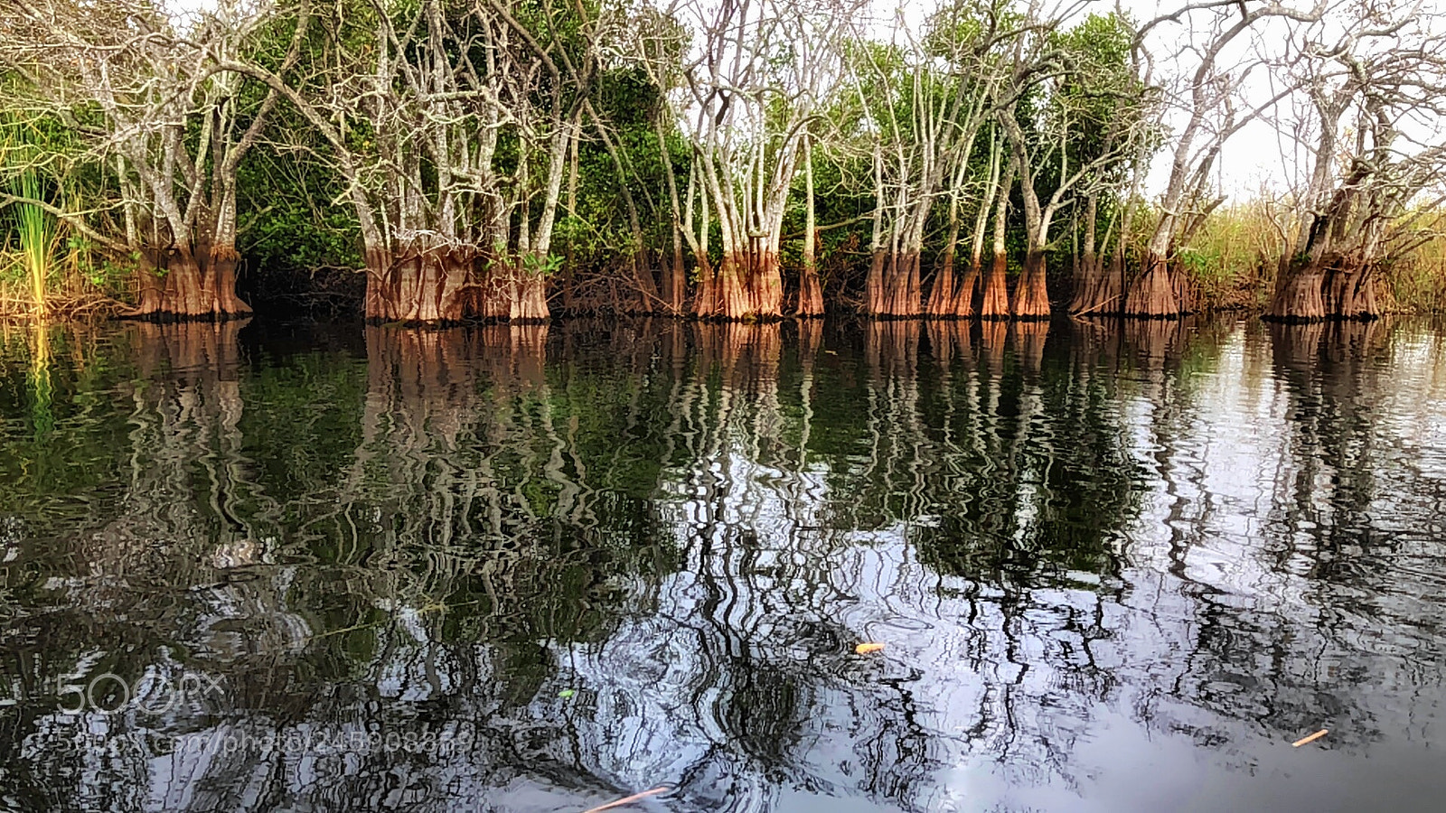 Apple iPhone X sample photo. Taken in the florida photography
