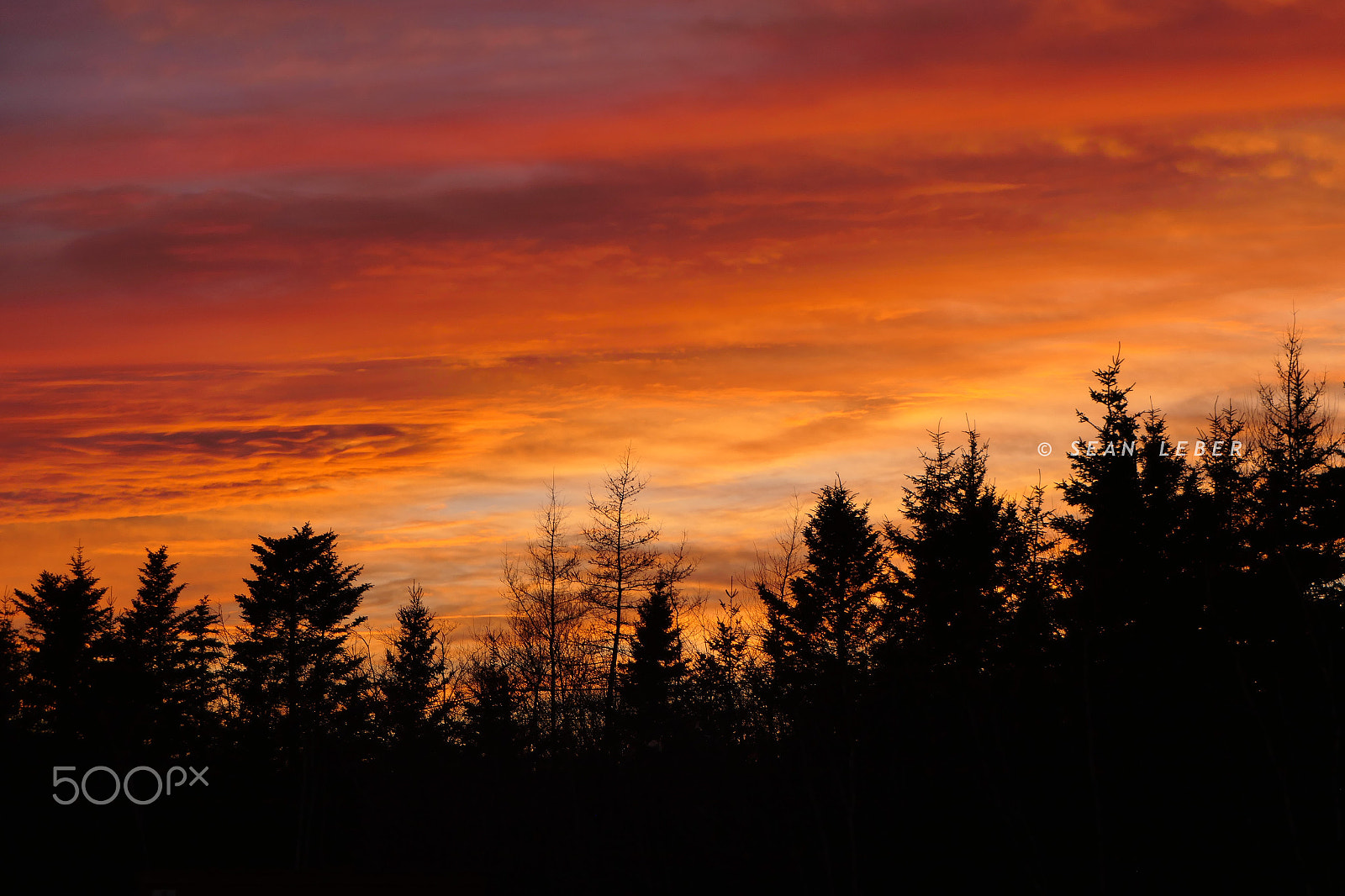 Panasonic Lumix DMC-FZ2500 (Lumix DMC-FZ2000) sample photo. Halifax trees sunset photography