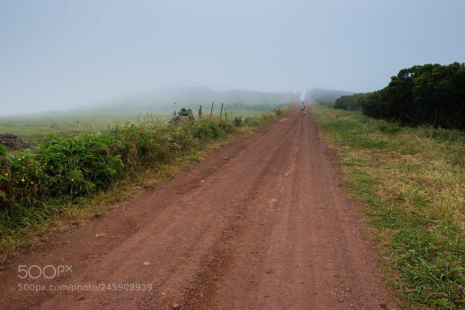 Nikon D610 sample photo. O caminho dos rosais... photography