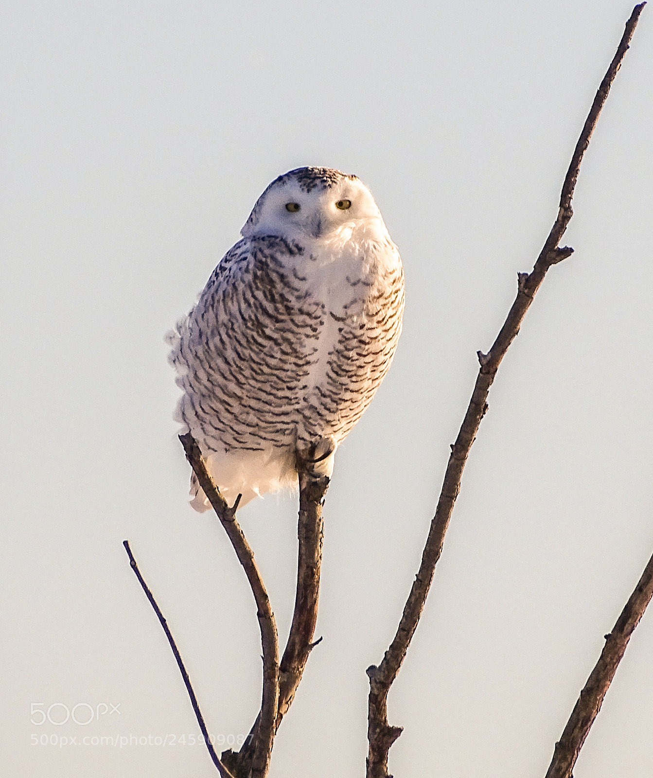 Sony Cyber-shot DSC-HX400V sample photo. Snowy owl feb kanata photography