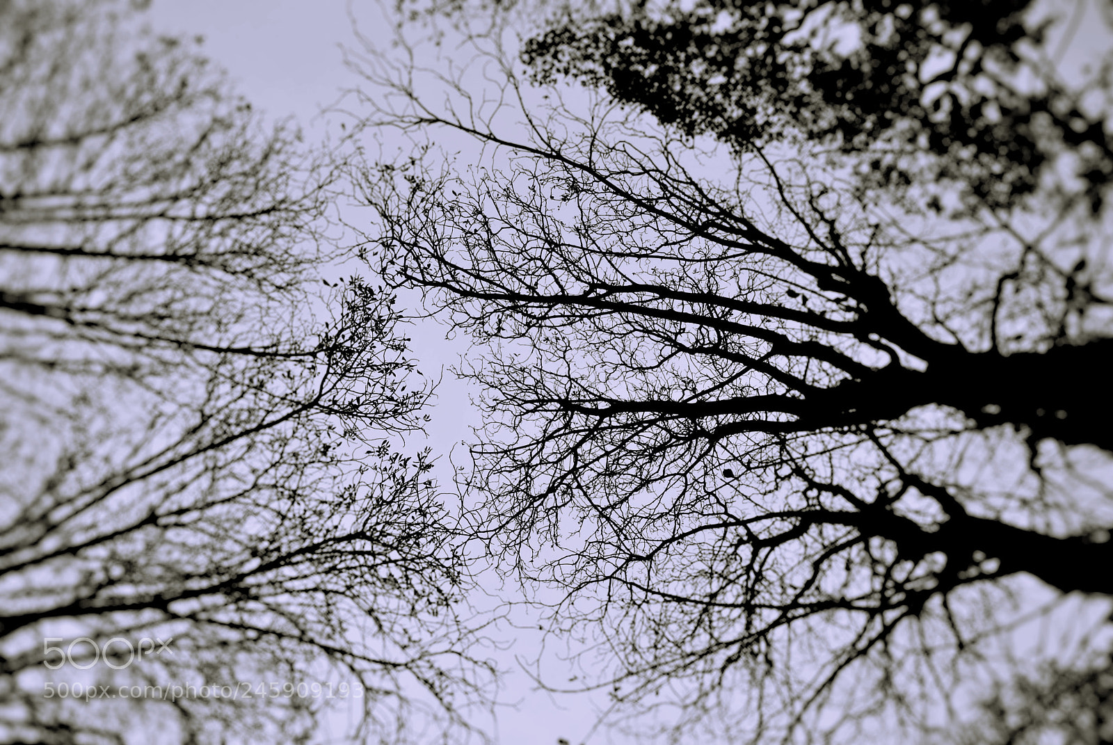 Nikon D3000 sample photo. Branches photography