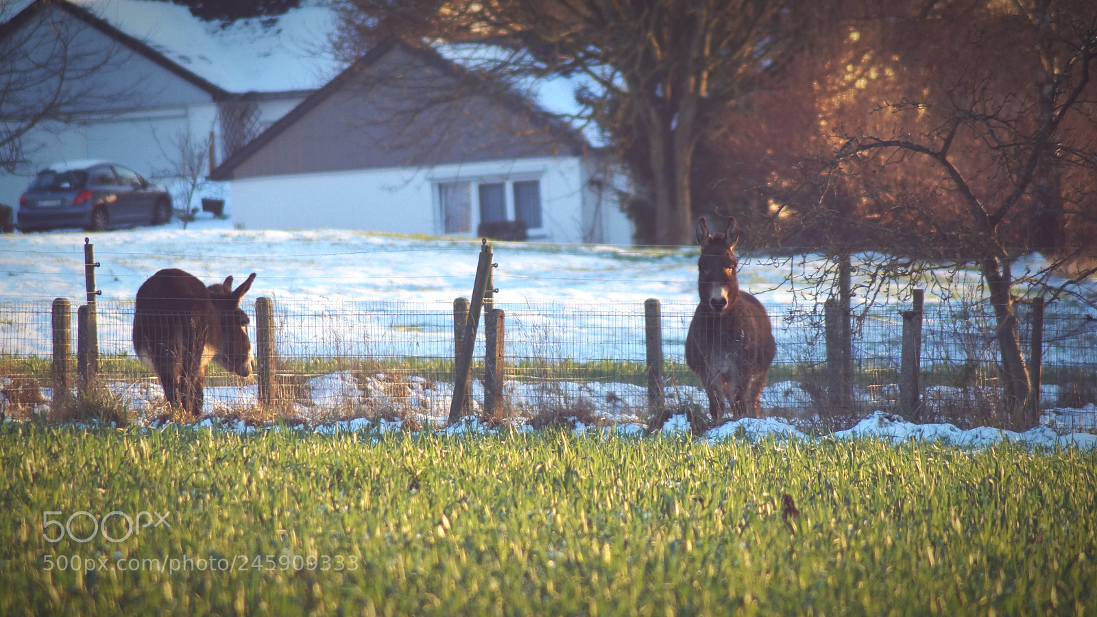 Sony SLT-A37 sample photo. Donkey ride photography