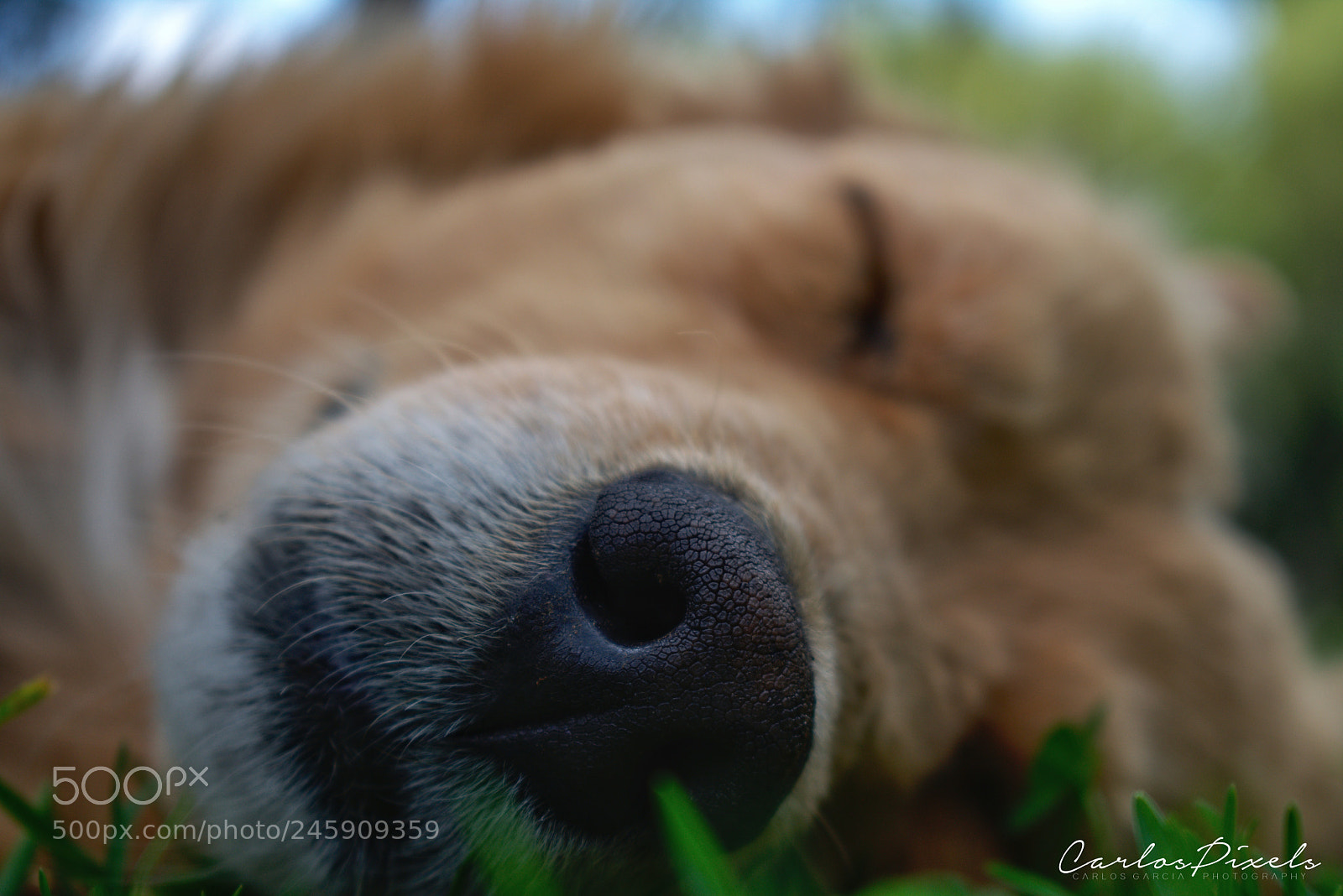 Nikon D3400 sample photo. Snout photography