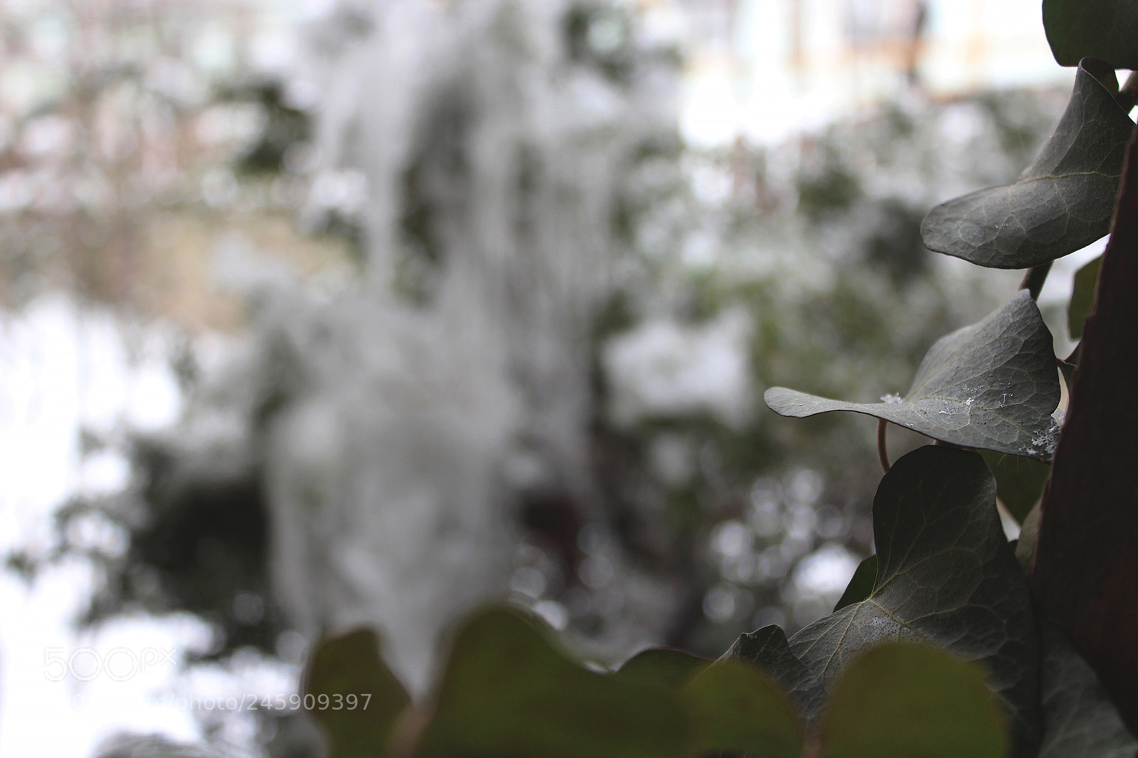 Canon EOS 650D (EOS Rebel T4i / EOS Kiss X6i) sample photo. Snowy day #5 photography
