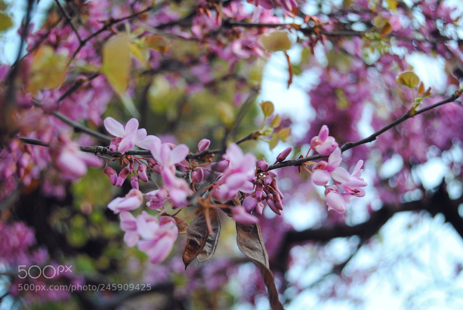 Nikon D3000 sample photo. Pink photography