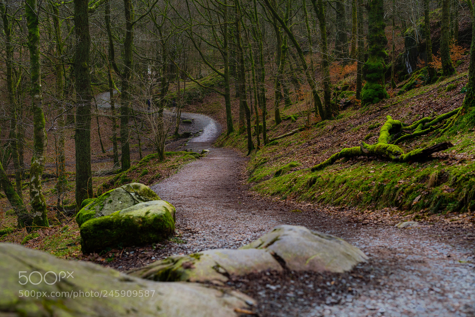 Nikon D810 sample photo. Grasmere photography