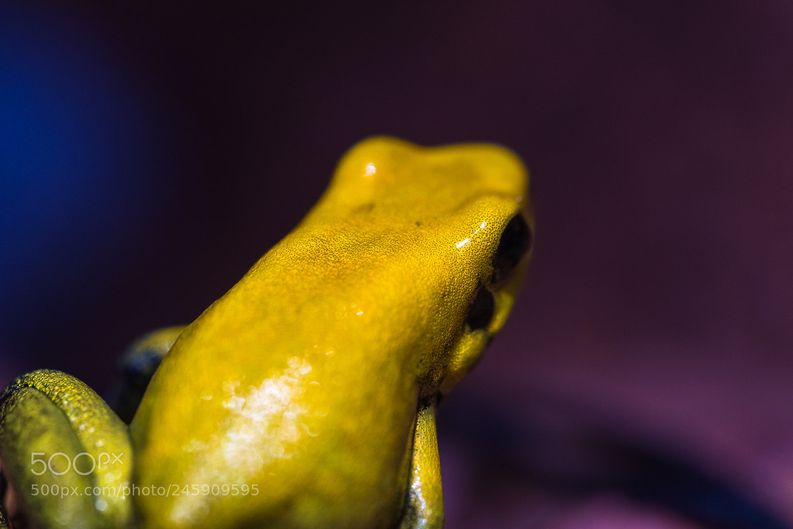 Nikon D610 sample photo. Phyllobates bicolor photography