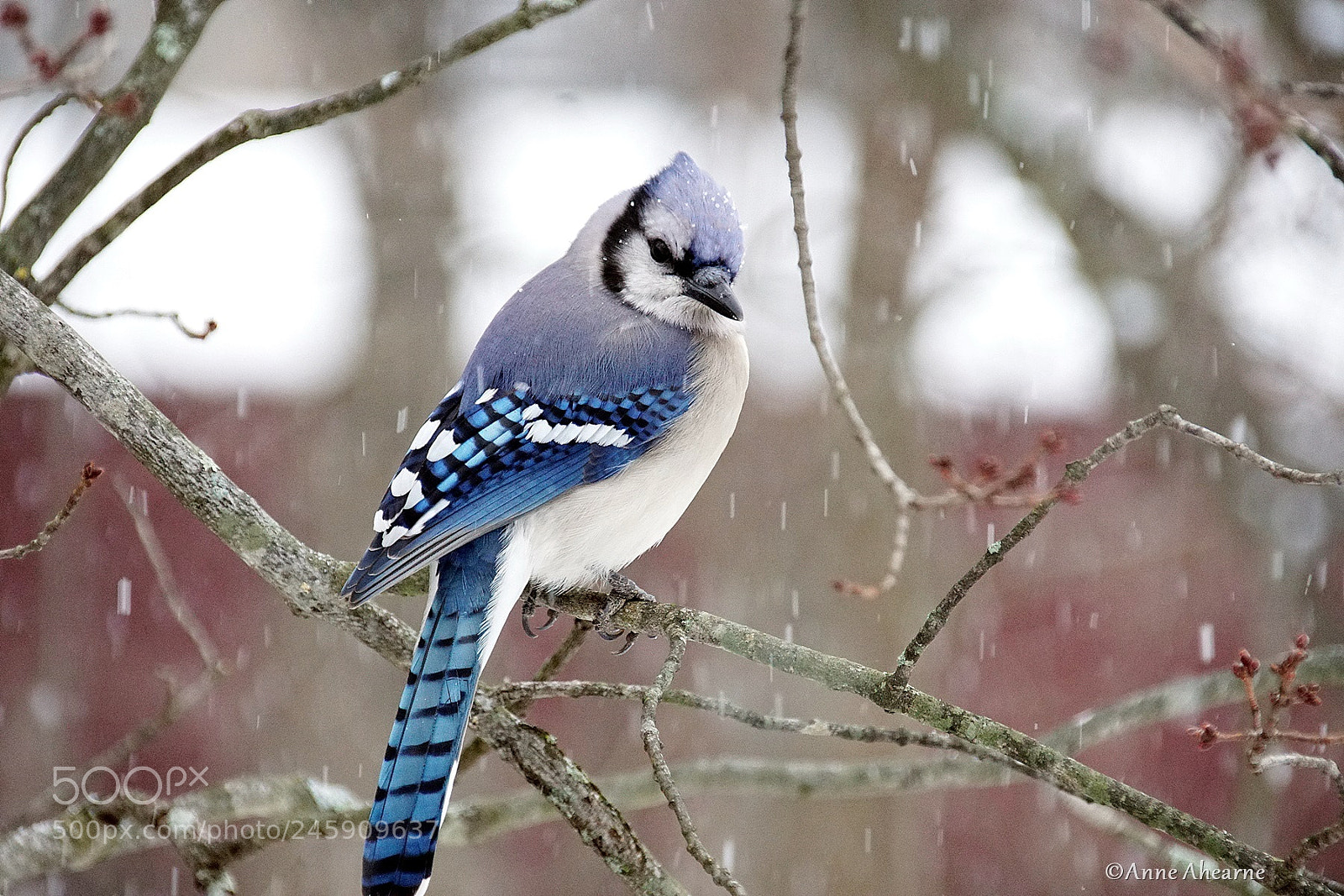 Sony ILCA-77M2 sample photo. Blue jay photography