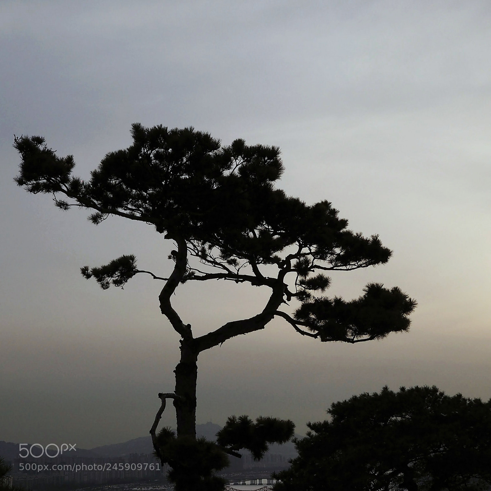 Olympus OM-D E-M10 II sample photo. The tree on the photography