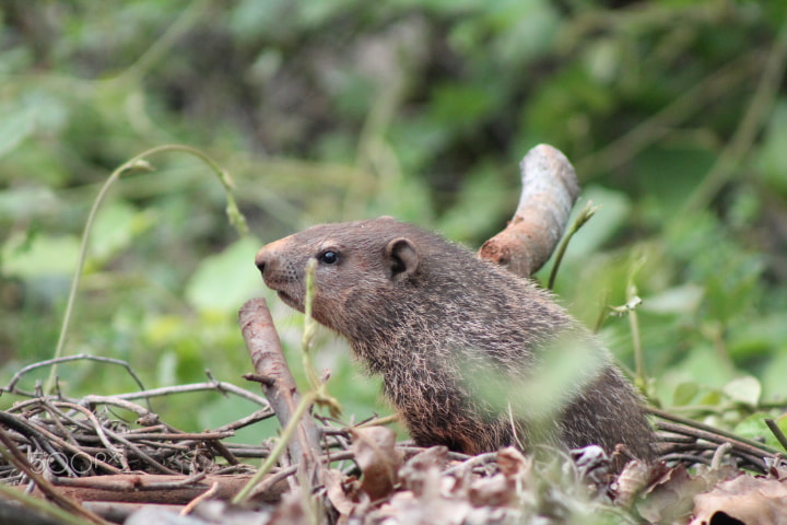 Canon EOS 1100D (EOS Rebel T3 / EOS Kiss X50) + EF75-300mm f/4-5.6 sample photo. It's groundhog's day photography