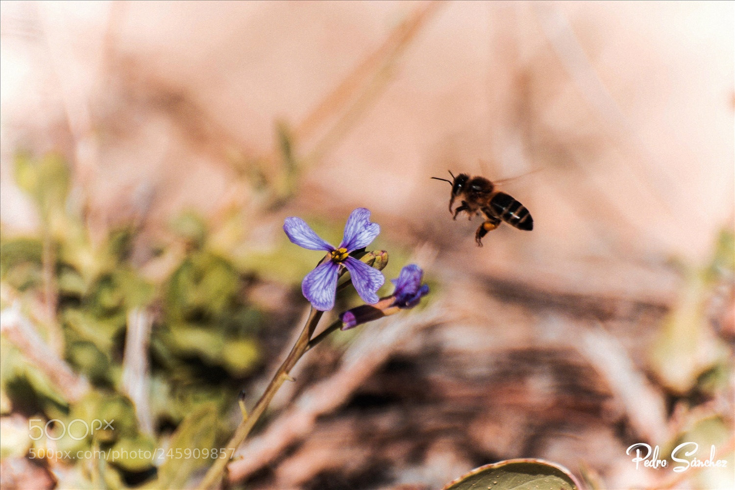 Nikon D5500 sample photo. Nkn photography