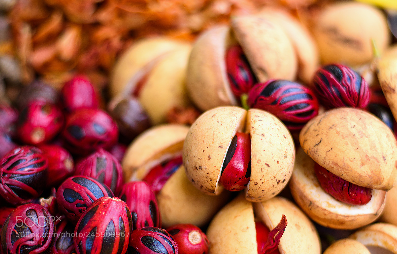 Nikon D810 sample photo. Nutmegs photography