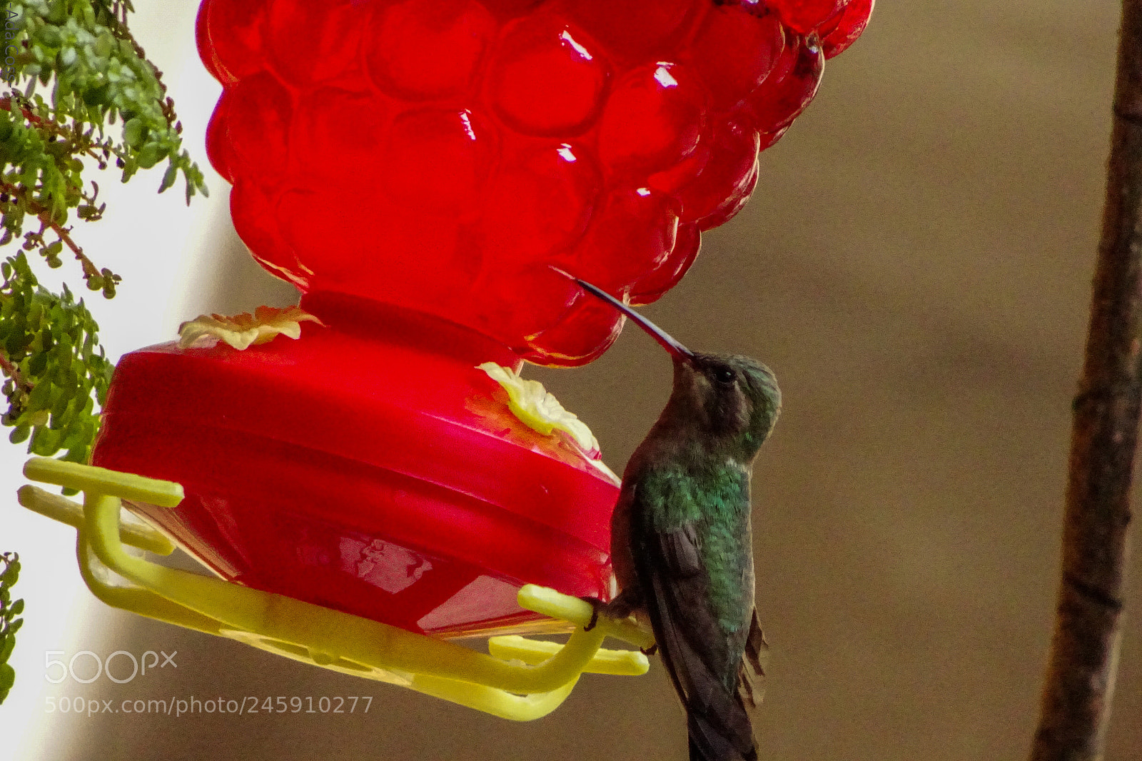 Sony Cyber-shot DSC-HX80 sample photo. Colibri photography