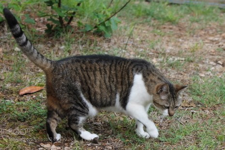Canon EOS 1100D (EOS Rebel T3 / EOS Kiss X50) sample photo. Curious cat photography