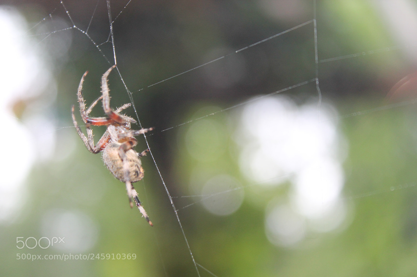 Canon EOS 1100D (EOS Rebel T3 / EOS Kiss X50) sample photo. Spider photography