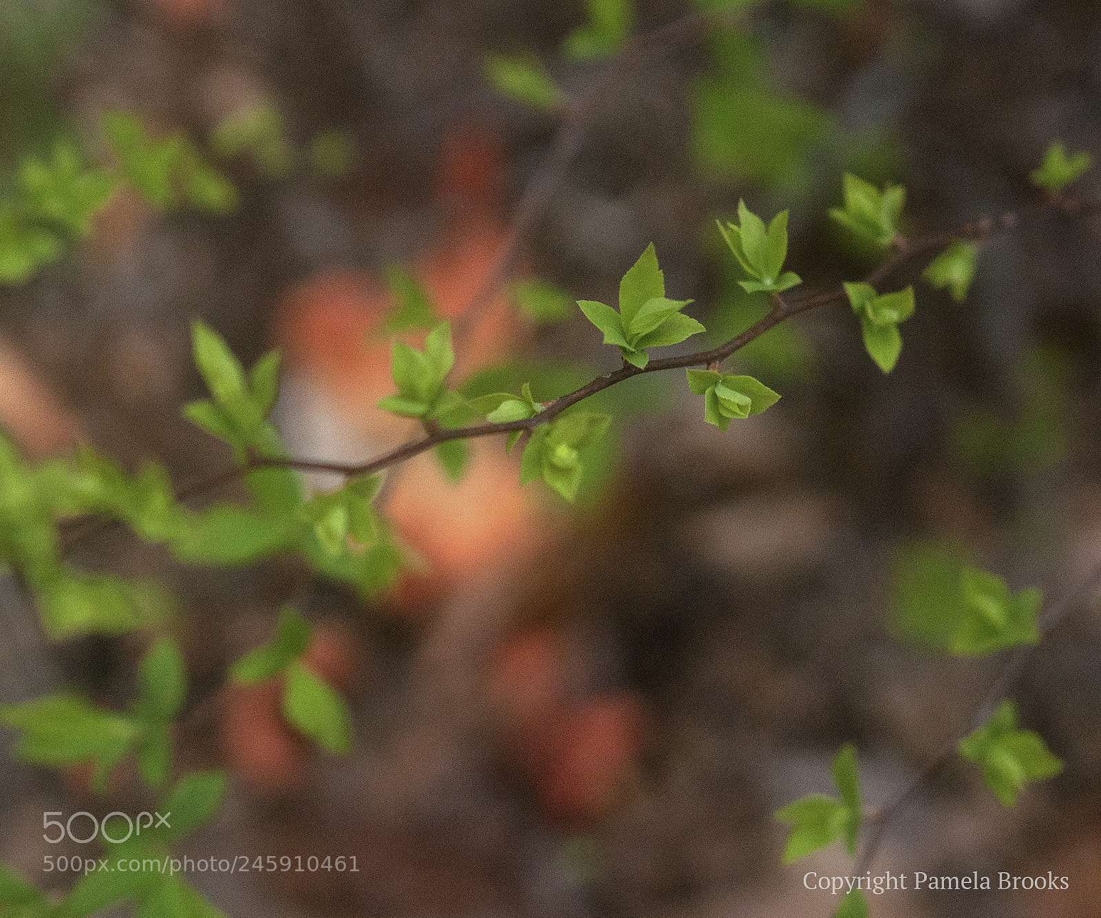 Nikon D90 sample photo. Forsythia photography