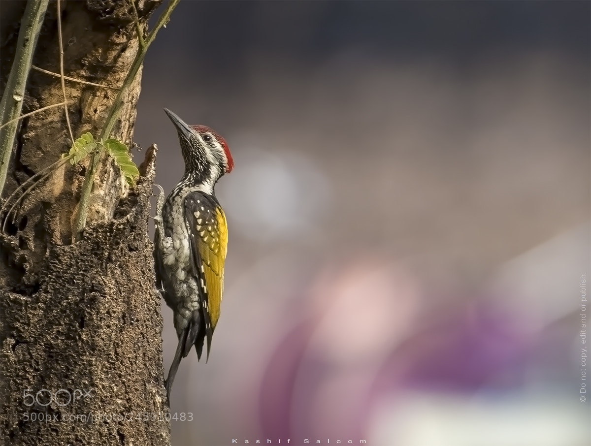 Nikon D7200 sample photo. Black-rumped flameback photography