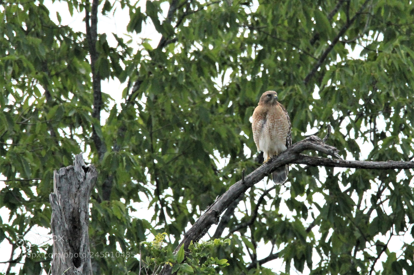 Canon EOS 1100D (EOS Rebel T3 / EOS Kiss X50) sample photo. Hawk at rest photography