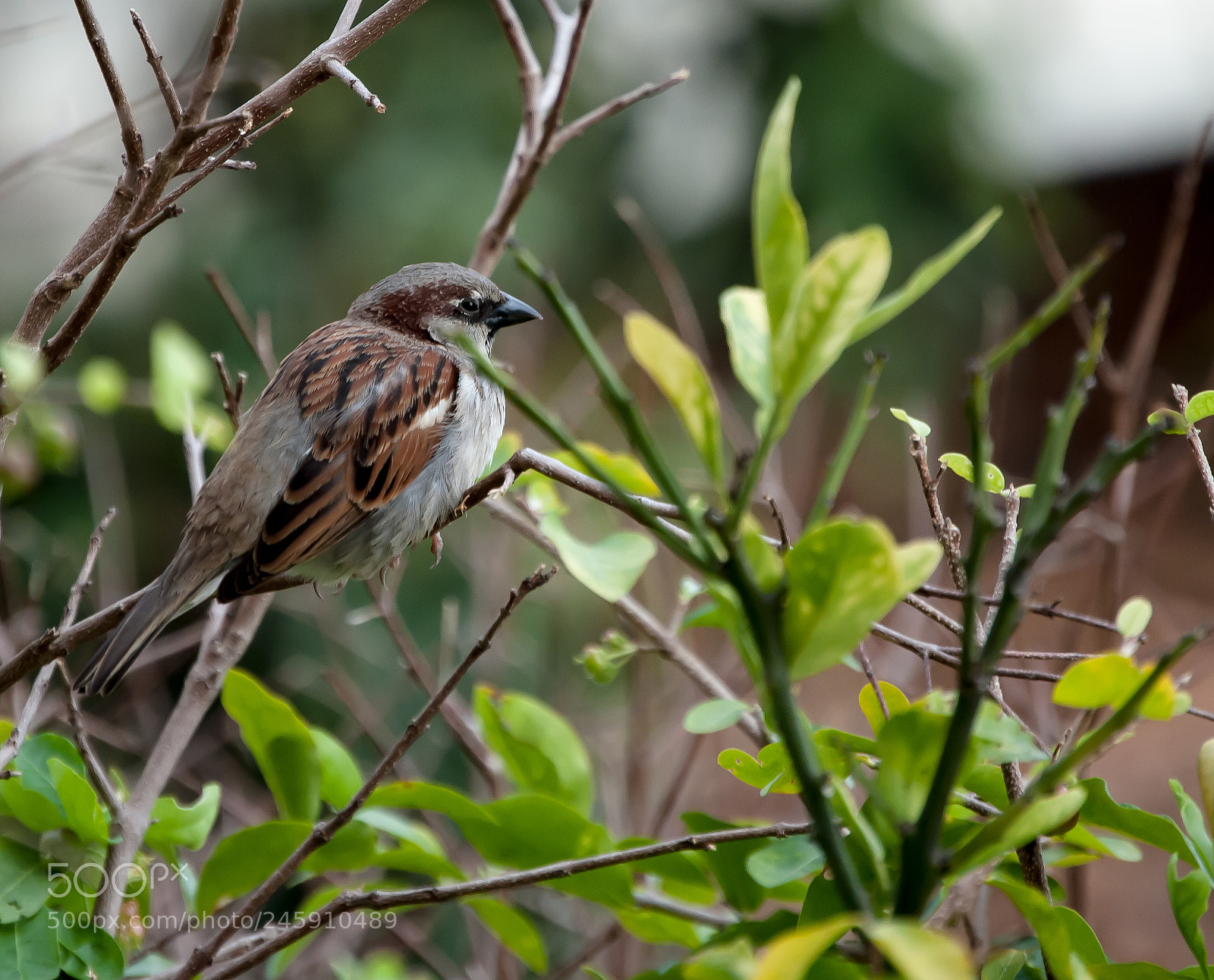 Nikon D3000 sample photo. Sparrow and branches photography